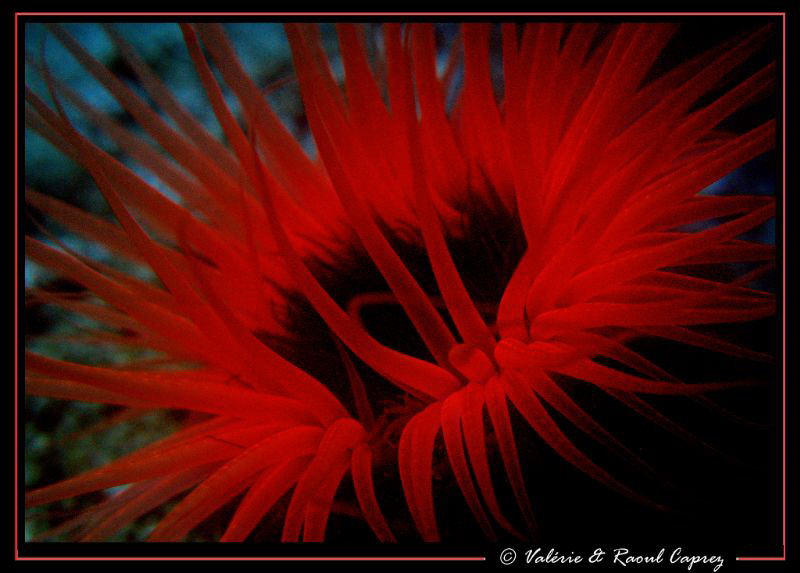 Just red ... by Raoul Caprez 