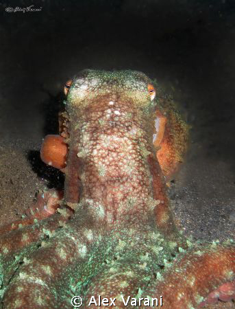 Octopus cyanea at night by Alex Varani 