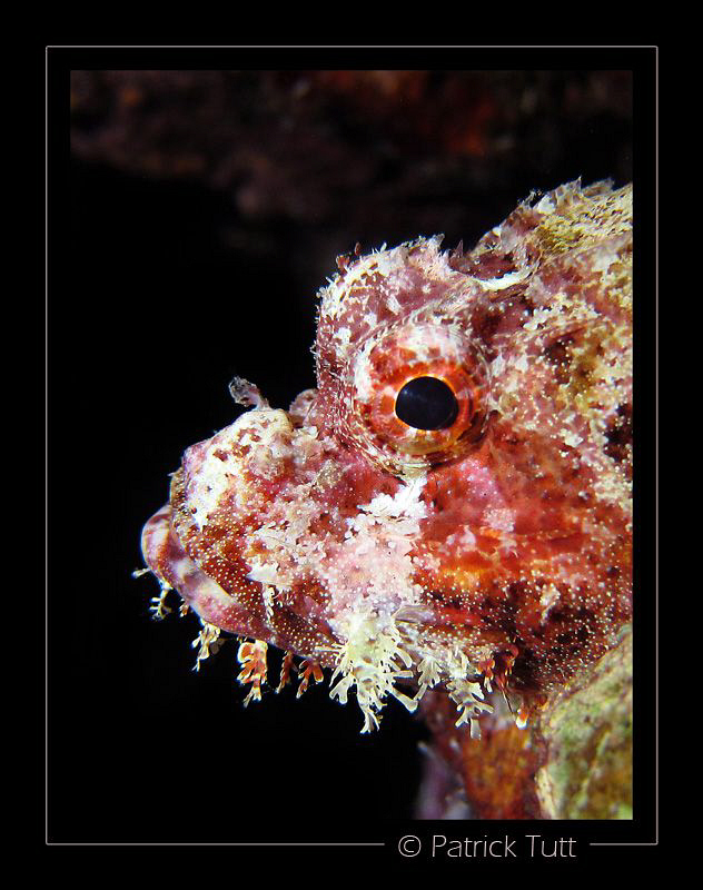 Ugly face of a scorpoin fish  - Saudi Arabia - Canon S90 ... by Patrick Tutt 