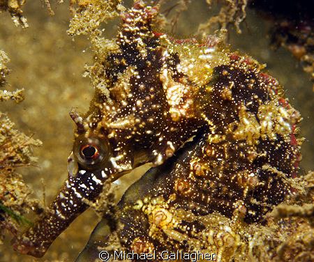 Muck diving, Sydney style!! Sea horse at Chowder Bay, in ... by Michael Gallagher 