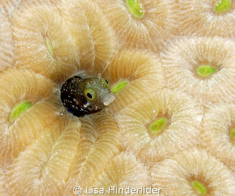 The comical Secretary Blenny popping it's head in & out! by Lisa Hinderlider 