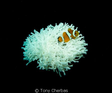 Palm sized anemone with juvenile clown fish. by Tony Cherbas 