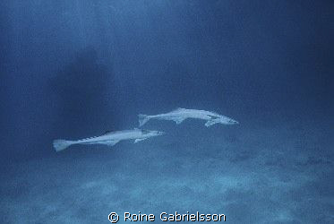 Two remoras checking us out during our dive. I had no str... by Roine Gabrielsson 