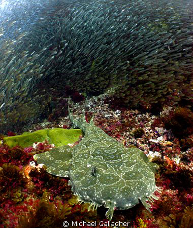 Wobbegong shark surrounded by glassfish at the Cod Hole, ... by Michael Gallagher 