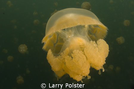 Jelly Fish Lake D300, Tokina 10-17 by Larry Polster 