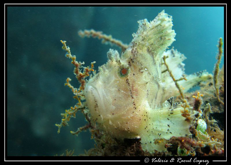 Taenianotus triacanthus on a small wreck of Bali by Raoul Caprez 