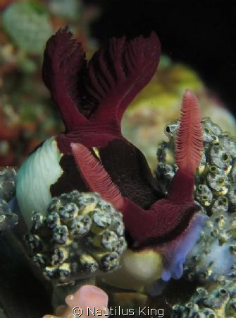Nudibranch feeding. by Nautilus King 