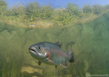 Rainbow trout.
D200 10.5mm. by Mark Thomas 