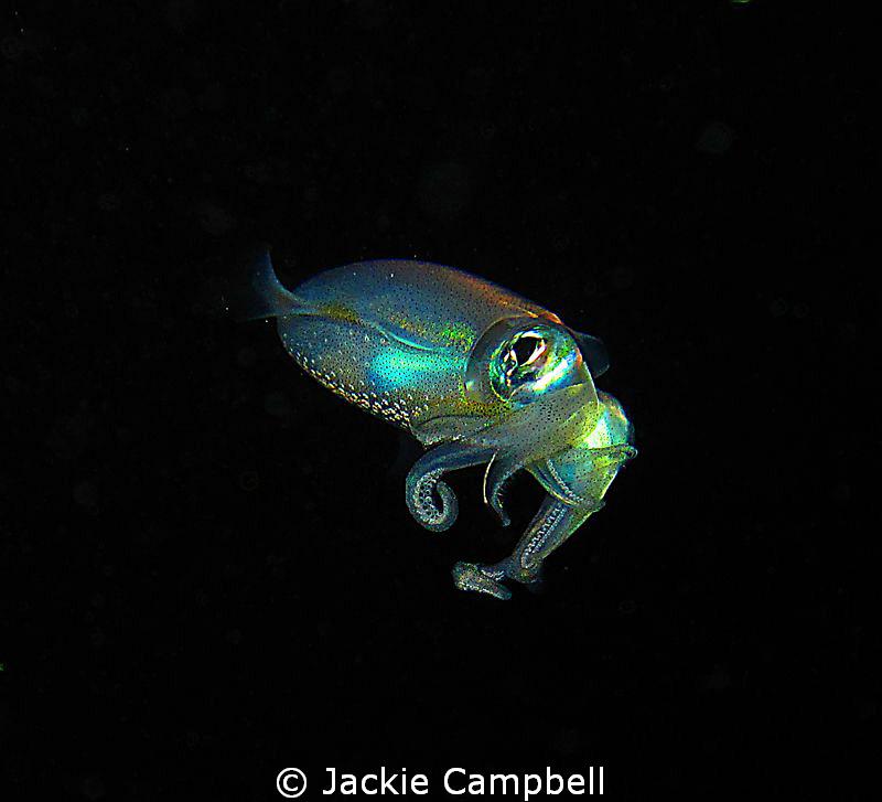 Tiny squid....no more than 6cm in length. Seen at the end... by Jackie Campbell 