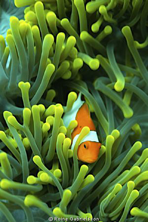 Nemo! by Roine Gabrielsson 