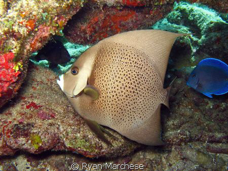 Adult gray angelfish swimming aroung the reef by Ryan Marchese 