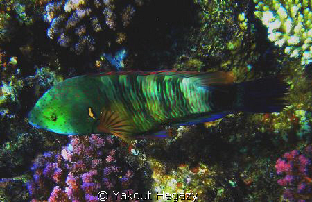 Broomtail wrasse by Yakout Hegazy 