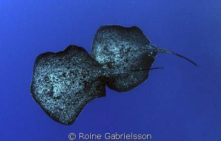 Marble rays hanging out with me during blue water safety ... by Roine Gabrielsson 