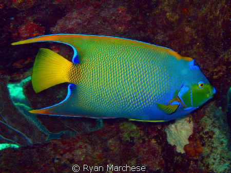 Queen Angelfish by Ryan Marchese 