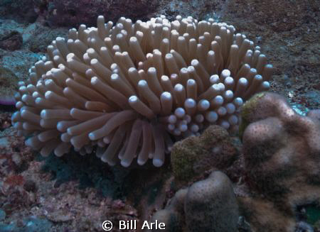 Osprey Reef, Coral Sea.  Canon G-10, Ikelite Housing, str... by Bill Arle 