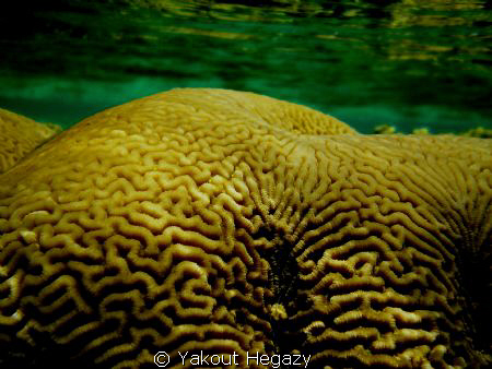 Brain coral-Sharm Elshiekh-Egypt by Yakout Hegazy 