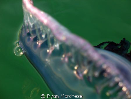 Portuguese Man of War by Ryan Marchese 