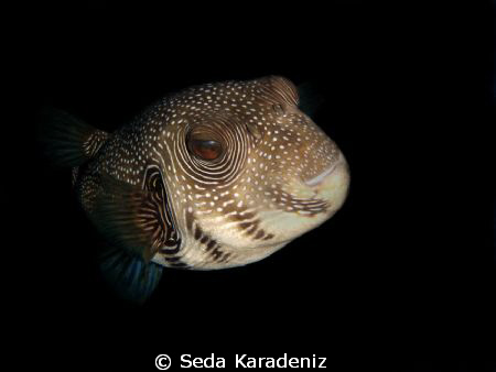 A very curious pufferfish!! 
22.11.2009 / Naama Bay Beac... by Seda Karadeniz 