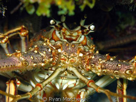 Closeup of a spiny lobster by Ryan Marchese 