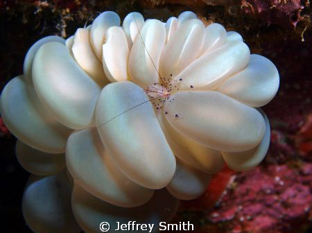 Bubble coral with shrimp by Jeffrey Smith 