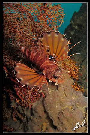 lionfish resting on the Boonsung Wreck (THAILAND) by Adriano Trapani 