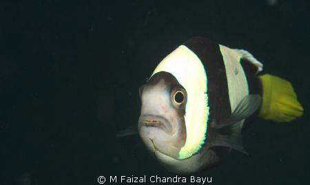 Clown Fish by M Faizal Chandra Bayu 
