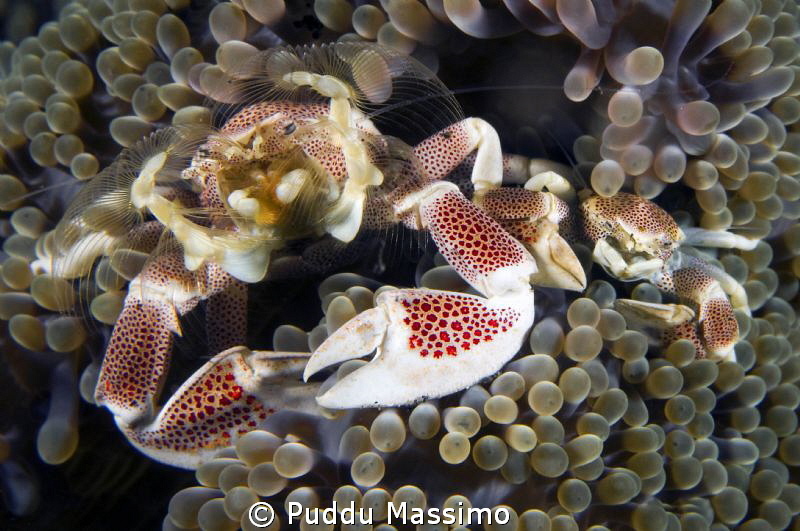 lembeh,nikon d2x 60 mm macro,porcelain crab and baby by Puddu Massimo 