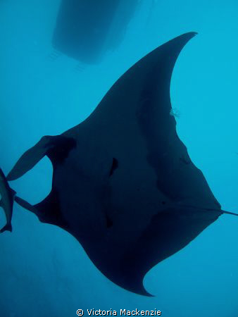 First (and hopefully not last!) Manta of the season!! by Victoria Mackenzie 