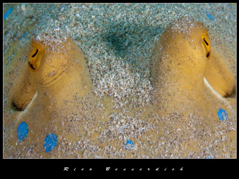 Closeup of a bluespotted stingray by Rico Besserdich 