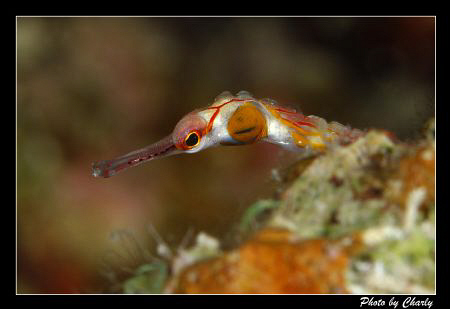 Small curious pipefish. by Charly Kotnik 