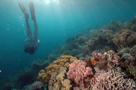 The reef , siladen island Manado Inadonesia by Giulio Arrigucci 