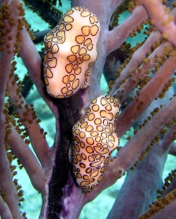 2 nudibranchs on softcoral. I always think they look like... by Marcel Consten 