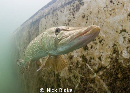 Pike photohraphed in Wraysbury lake , Middlesex, UK, with... by Nick Blake 