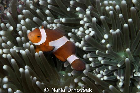 Clown fish  protects his anemone. by Maria Drnovšek 