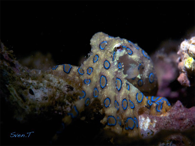 Blue ring octopus by Sven Tramaux 