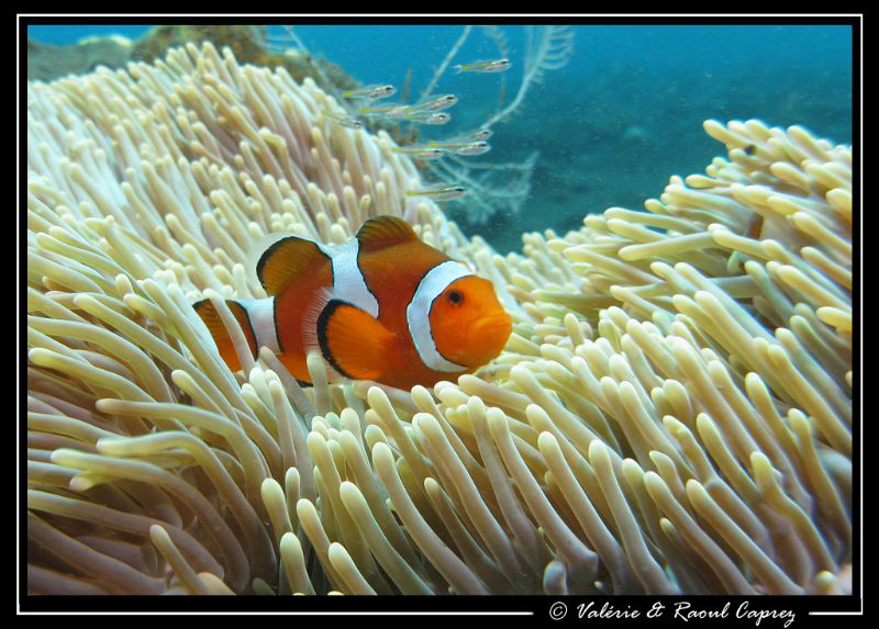 This Amphiprion ocellaris was not alone in its anemone ... by Raoul Caprez 
