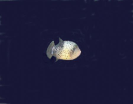 Pee Wee - New born Triggerfish - Lembeh Strait by Dale Treadway 
