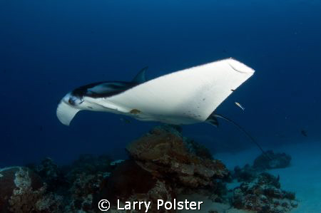 Cleaning station at German Channel, Palau by Larry Polster 