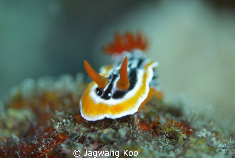 Nudibranch by Jagwang Koo 