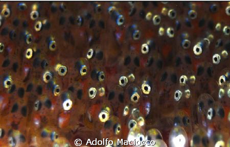 Clownfish eggs ready to hatch!! by Adolfo Maciocco 
