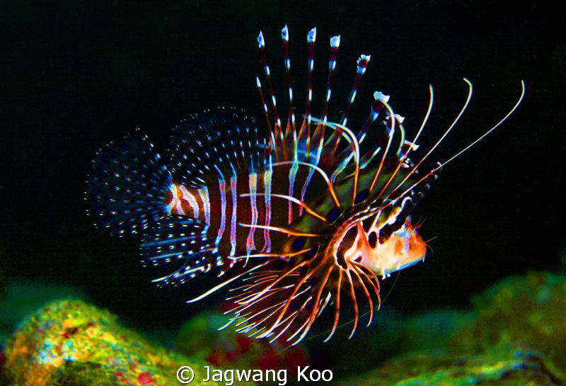 Lionfish by Jagwang Koo 