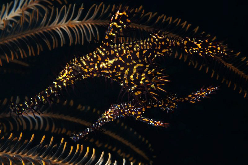 Ornate Ghost Pipefish pair, Tulamben by Doug Anderson 