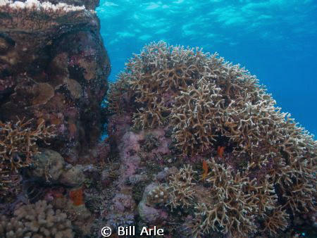 Coral Sea.  Canon G-10. by Bill Arle 