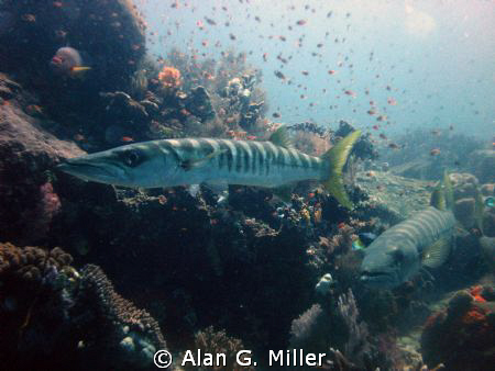 Barracuda.... not on my usual Kodachrome, but with my Oly... by Alan G. Miller 
