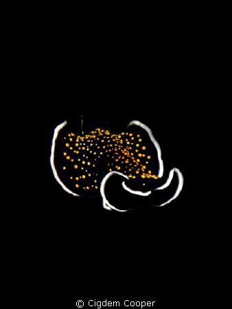 Gold dotted flatworm by Cigdem Cooper 