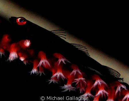 Goby silhouette, with some experimental lighting... by Michael Gallagher 