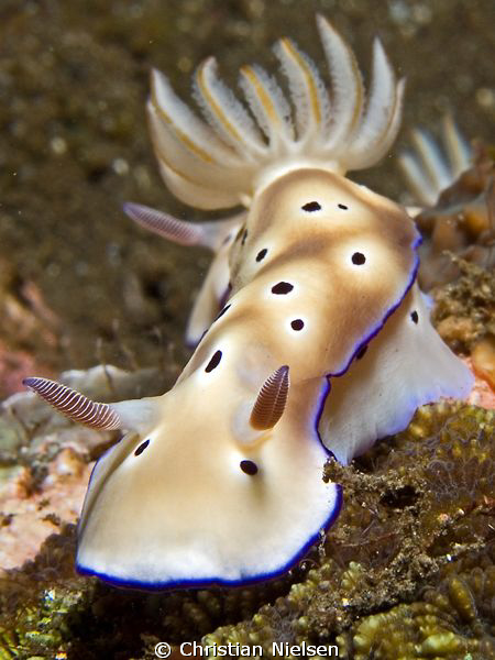 2 nudibranchs on a walk in Tulamben. Olympus E330, 50mm m... by Christian Nielsen 