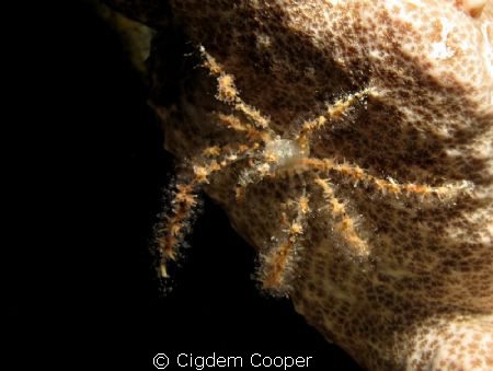 Spider crab by Cigdem Cooper 