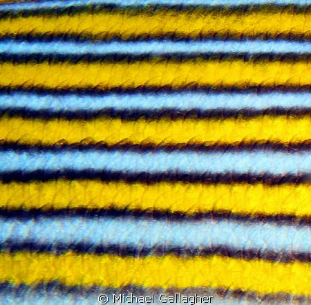 Ribbon sweetlip close-up, taken in Komodo, Indonesia. Suc... by Michael Gallagher 