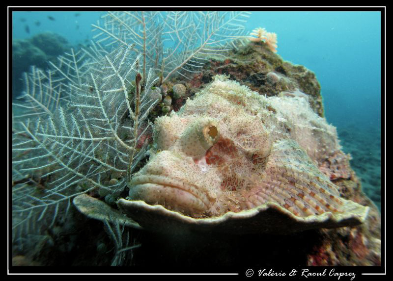Custom-made coral for this scorpion fish by Raoul Caprez 